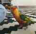 Lory / Lorikeet