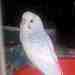 Budgerigar