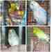 Budgerigar