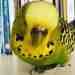 Budgerigar