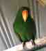 Eclectus