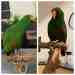 Eclectus