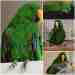 Eclectus