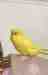 Budgerigar