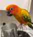 Conure