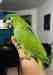 Macaw