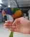 Lory / Lorikeet