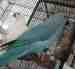 Indian Ringneck Parakeet