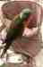 Lory / Lorikeet