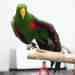 Eclectus