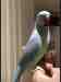 Indian Ringneck Parakeet