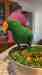 Eclectus