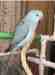 Indian Ringneck Parakeet