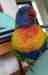 Lory / Lorikeet