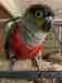 Conure