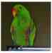 Eclectus