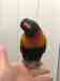 Lory / Lorikeet