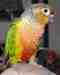 Conure