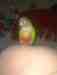 Conure