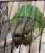 Conure