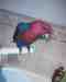 Eclectus