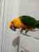 Conure