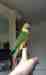 Conure