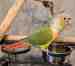 Conure