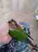 Conure