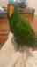 Eclectus