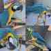 Macaw