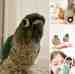 Conure