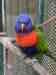 Lory / Lorikeet