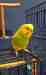 Parakeet