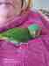 Lory / Lorikeet