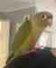 Conure