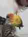 Conure