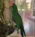 Eclectus