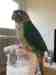 Conure