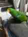 Eclectus