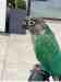 Conure