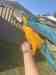 Macaw