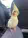 Cockatiel