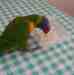 Lory / Lorikeet