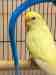 Parakeet