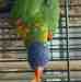 Lory / Lorikeet