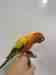 Conure