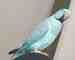 Indian Ringneck Parakeet