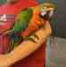 Macaw