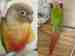 Conure